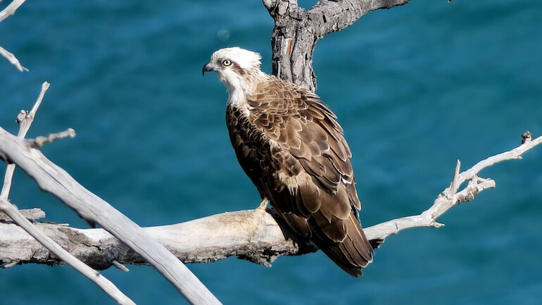 falco pescatore
