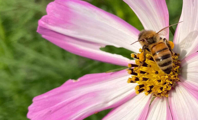 La Festa del Solstizio negli Orti botanici della Lombardia