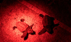 Le tartarughe scelgono ancora una volta l'Isola d'Elba