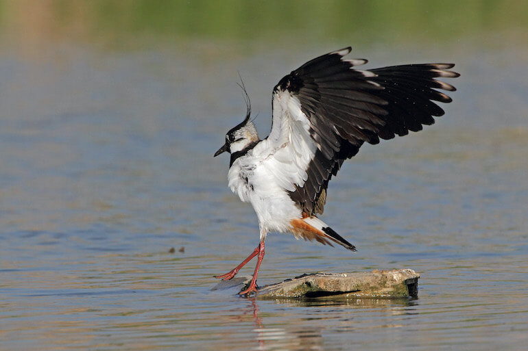 specie di uccelli minacciate