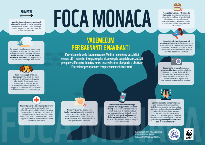 foca monaca