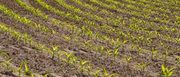 Per salvare il clima, bisogna cambiare i sistemi agroalimentari