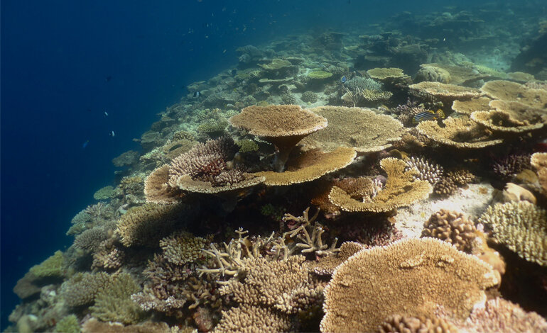 Il potere della curcuma per salvare i coralli