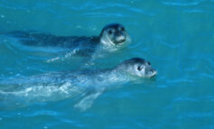 Incontri “non ravvicinati” con la foca monaca