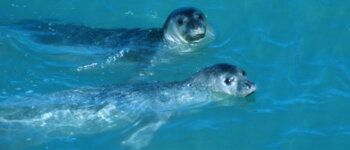 Incontri “non ravvicinati” con la foca monaca