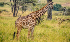 Isolate geograficamente, le giraffe Masai rischiano l’estinzione