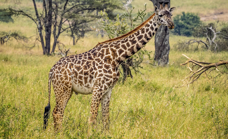 Isolate geograficamente, le giraffe Masai rischiano l’estinzione