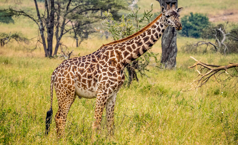 Ecco altri 10 animali che hanno fatto notizia nel 2023