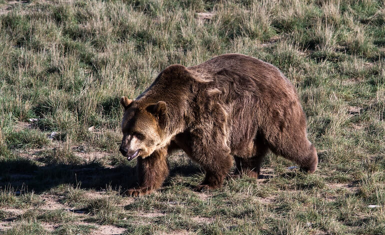 grizzly