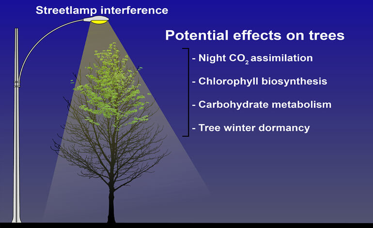 alberi e LED