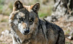 Abbattimento di due lupi: l’ordinanza delle polemiche