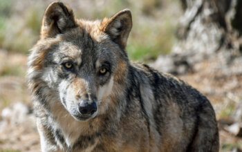 Quanti lupi ci sono sulle Alpi italiane? Sono troppi?