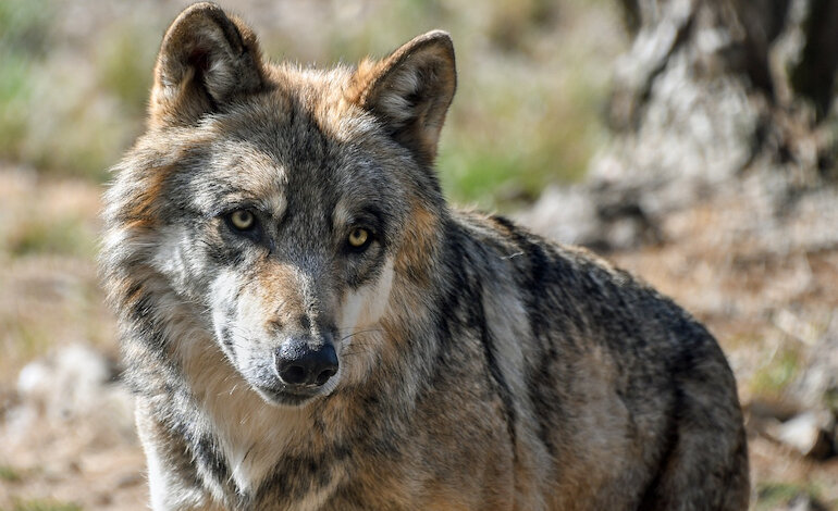 Quanti lupi ci sono sulle Alpi italiane? Sono troppi?