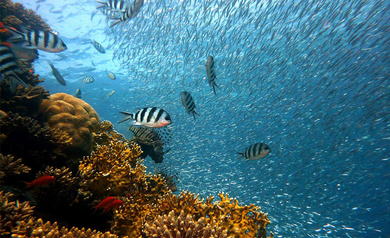 Un programma da 115 milioni di dollari per la salute degli oceani