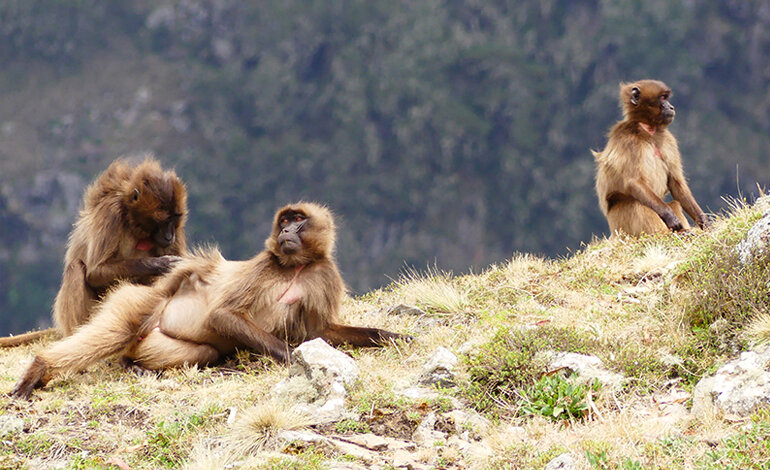 Le scimmie gelada ci mostrano come risolvere i conflitti
