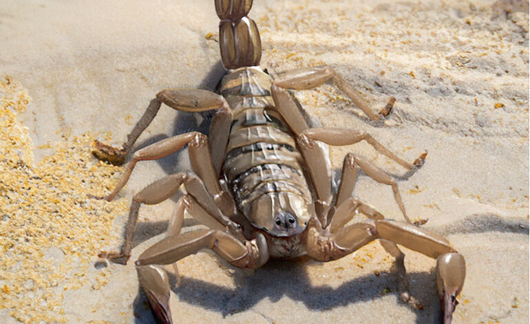 Lo scorpione vissuto prima dei dinosauri
