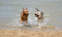Le migliori spiagge per cani