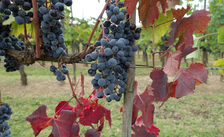 vino