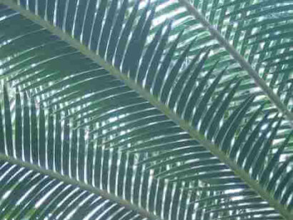 Orto botanico di Pavia