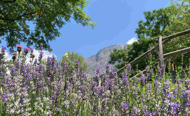 Estate agli Orti botanici della Lombardia