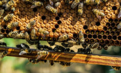 Gioire con le api, osservarle, gestirle, tutelarle