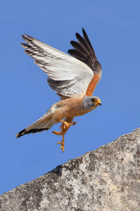 Falco grillaio