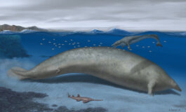Il fossile del mostro marino più pesante mai vissuto