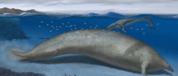 Il fossile del mostro marino più pesante mai vissuto