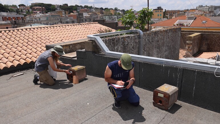 Falco grillaio a Matera