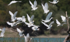 Gli aironi guardabuoi hanno nidificato al Lago di Penne