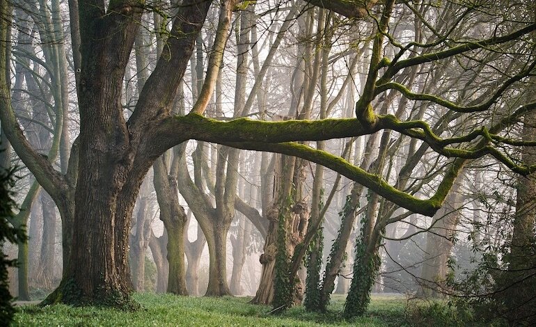 Il contributo degli alberi per un mondo migliore
