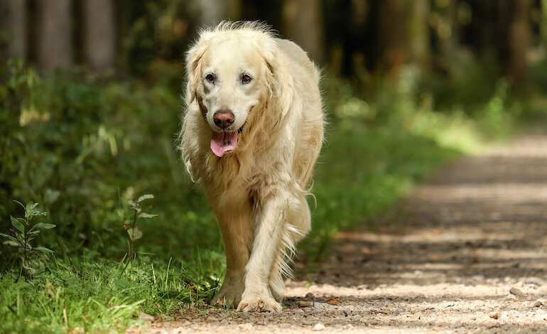 Serve una legge contro gli avvelenamenti di animali selvatici e da compagnia