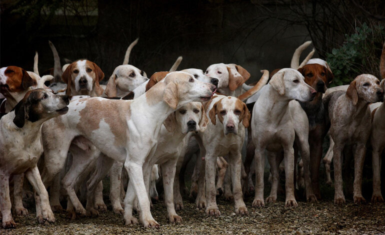 Giornata mondiale del cane: l’amico e l’eroe