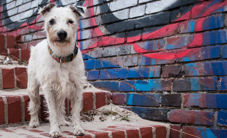 Gestione degli animali in città: rapporto su Comuni e ASL