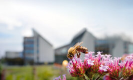 Un volo nel mondo delle api che popolano gli ambienti urbani
