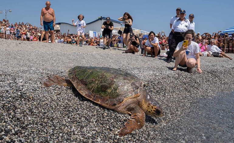 Rilasciata in mare una possente e misteriosa tartaruga