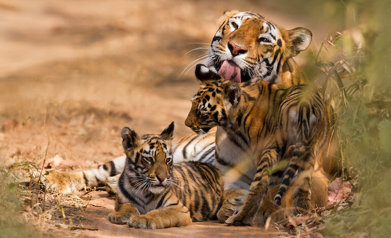 La popolazione di tigri in natura è aumentata del 27%