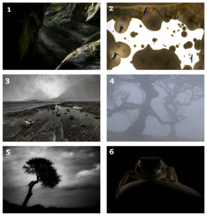 BioPhotoContest