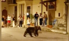 Uccisa l'orsa Amarena, ora sono a rischio i suoi cuccioli