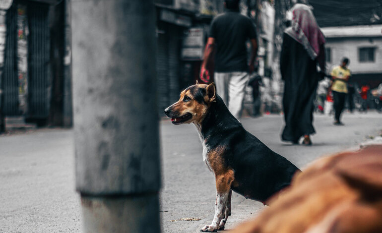 Un cane affamato e la bambina abbandonata