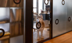 Portare cani in ufficio rende migliori e più attrattive le aziende