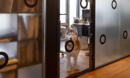 Portare cani in ufficio rende migliori e più attrattive le aziende