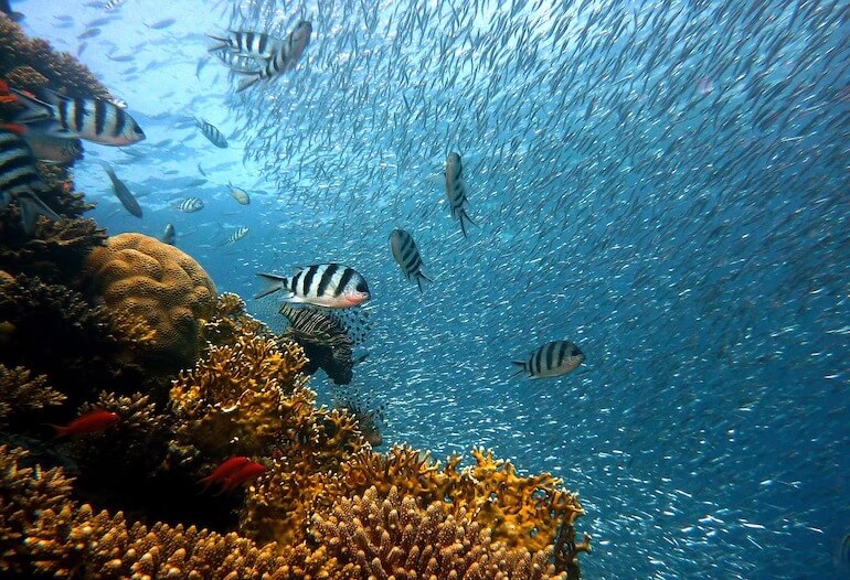 Ocean Literacy
