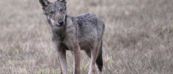 La Commissione europea vuole declassare lo status di protezione del lupo