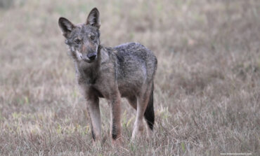 La Commissione europea vuole declassare lo status di protezione del lupo