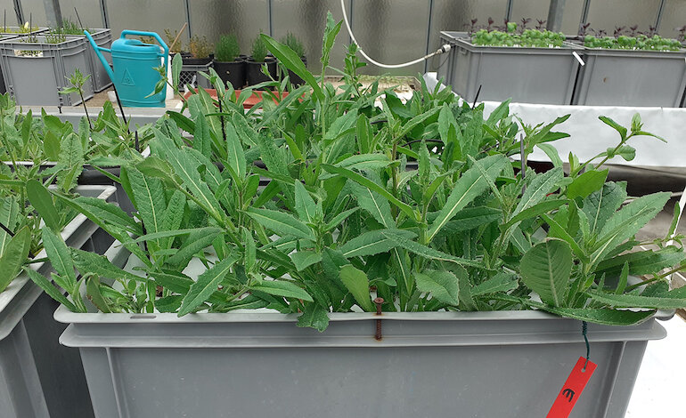 La coltura idroponica fa bene alle piante e all’ambiente