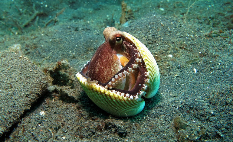 Ocean spy, l’applicazione per esplorare la biodiversità dei fondali marini
