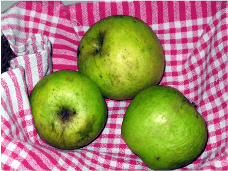 Pom matan