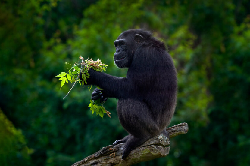 zoofarmacognosia