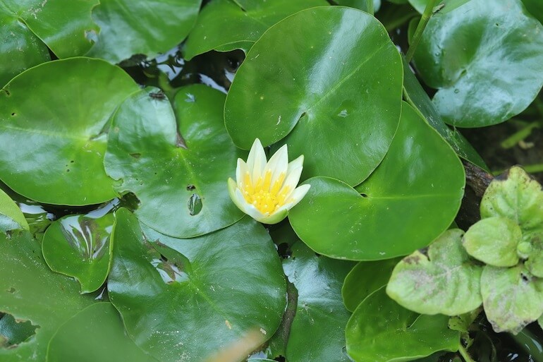 Nymphaea thermarum